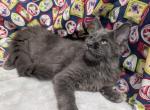 Blue TICA Female Maine Coon - Maine Coon Kitten For Sale - W Lafayette&comma; OH&comma; US
