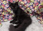 Regal Black Maine Coon Girl - Maine Coon Kitten For Sale - 
