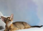 Angel - Abyssinian Kitten For Sale - Brooklyn&comma; NY&comma; US