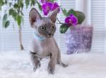 Blue - Devon Rex Kitten For Sale - Brooklyn&comma; NY&comma; US