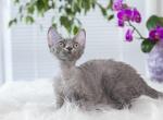 Blueberry - Devon Rex Kitten For Sale - Brooklyn&comma; NY&comma; US