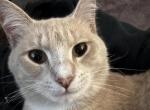 Jasper - Domestic Cat For Adoption - Mint Hill&comma; NC&comma; US