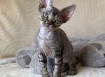 Bobby - Devon Rex Kitten For Sale - Brooklyn&comma; NY&comma; US