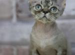 Princess - Devon Rex Kitten For Sale - Brooklyn&comma; NY&comma; US