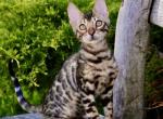 Mokko - Bengal Kitten For Sale - Pembroke Pines&comma; FL&comma; US