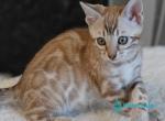 Helen - Bengal Kitten For Sale - Pembroke Pines&comma; FL&comma; US