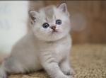 Romeo - Scottish Straight Kitten For Sale - Hollywood&comma; FL&comma; US