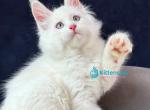 Gambler - Maine Coon Kitten For Sale - Hollywood&comma; FL&comma; US