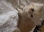 Kittens - Persian Kitten For Sale - Brown Summit&comma; NC&comma; US
