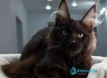 Remy - Maine Coon Kitten For Sale - Hollywood&comma; FL&comma; US
