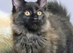 Ventura - Maine Coon Kitten For Sale - Hollywood&comma; FL&comma; US