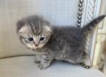 Scottish Fold Gray Female - Scottish Fold Kitten For Sale - Orlando&comma; FL&comma; US