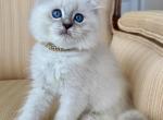 Scottish Fold Seal Point Male - Scottish Fold Kitten For Sale - Orlando&comma; FL&comma; US