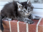 Steve - Maine Coon Kitten For Sale - Waynesboro&comma; PA&comma; US