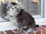 Nancy - Maine Coon Kitten For Sale - Waynesboro&comma; PA&comma; US