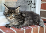 Max - Maine Coon Kitten For Sale - Waynesboro&comma; PA&comma; US