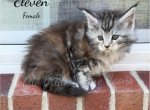 Eleven - Maine Coon Kitten For Sale - Waynesboro&comma; PA&comma; US