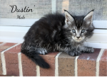 Dustin - Maine Coon Kitten For Sale - Waynesboro&comma; PA&comma; US