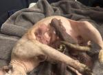 Aileens kittens - Sphynx Kitten For Sale - Converse&comma; TX&comma; US