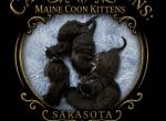 Caribbean Coons meet  Tux - Maine Coon Kitten For Sale - Sarasota&comma; FL&comma; US