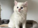 Flame Male - Ragdoll Kitten For Sale - Pittsfield&comma; MA&comma; US