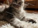 Michigan boys - Maine Coon Kitten For Sale - Flint&comma; MI&comma; US