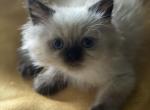 Mel - Himalayan Kitten For Sale - Rockford&comma; IL&comma; US