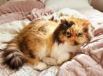 chocolate calico Persian female - Persian Cat For Sale - PA&comma; US