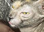 Infinity - Lykoi Cat For Sale - Houston&comma; TX&comma; US