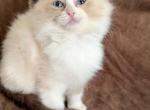Seal mitted with a blaze - Ragdoll Kitten For Sale - Butler&comma; PA&comma; US