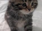 Siberian Kittens Gerty and Jonsey had  kittens - Siberian Kitten For Sale - Milan&comma; MI&comma; US