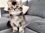 Jackson - Scottish Straight Kitten For Sale - Woodland Park&comma; CO&comma; US