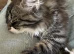 Lucky - Siberian Kitten For Sale - Milton Freewater&comma; OR&comma; US