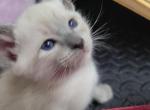 blue point boy - Siamese Kitten For Sale - Wayland&comma; MA&comma; US