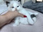 Pumpkin - Ragdoll Kitten For Sale - 