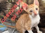Austin TX Cornish Rex Kittens - Cornish Rex Kitten For Sale - Round Rock&comma; TX&comma; US