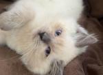 Blue point male - Ragdoll Kitten For Sale - 