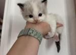 Strawberry - Ragdoll Kitten For Sale - Sacramento&comma; CA&comma; US