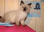 Hammie - Ragdoll Kitten For Sale - La Porte&comma; IN&comma; US