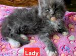 Lady - Maine Coon Kitten For Sale - Attica&comma; MI&comma; US