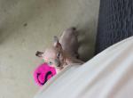 Coco & Siblings - Sphynx Kitten For Sale - Ocala&comma; FL&comma; US