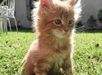 Idan - Maine Coon Kitten For Sale - 
