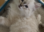 Saint Registered Ragdoll - Ragdoll Kitten For Sale - Amherst&comma; NH&comma; US