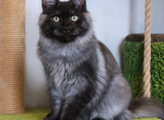 Smokey - Maine Coon Kitten For Sale - NY&comma; US