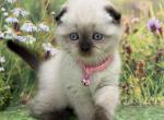 Portland Mia Scottish Fold Kitty - Scottish Fold Kitten For Sale - Portland&comma; OR&comma; US