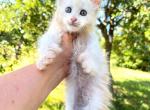 Red shaded female - Maine Coon Kitten For Sale - Grant Valkaria&comma; FL&comma; US