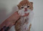 Persians kittens  boys - Persian Kitten For Sale - Woodburn&comma; IN&comma; US