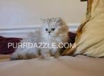 3 Female Kittens - Persian Kitten For Sale - Tampa&comma; FL&comma; US