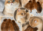 Litter A - British Shorthair Kitten For Sale - Staten Island&comma; NY&comma; US