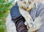 Polydactyl Tortie female - Maine Coon Kitten For Sale - Grant Valkaria&comma; FL&comma; US